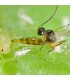 APHIDIPAK 500 Aphidius colemani parásito de pulgones