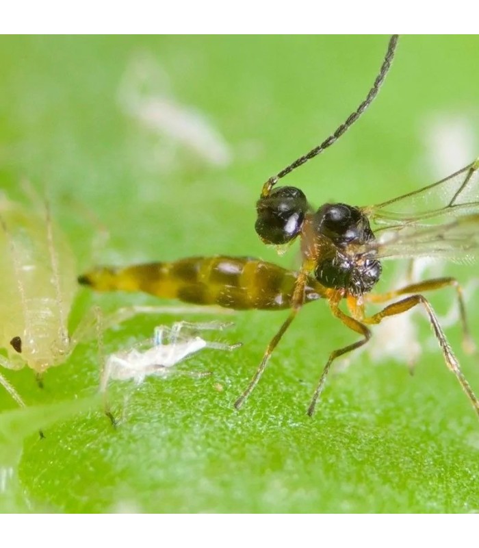 APHIDIPAK 500 Aphidius colemani parásito de pulgones