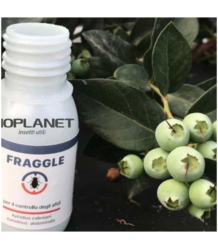 FRAGGLE 750 mix de parasitoides de pulgón