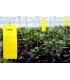 HORIVER 10x25 AMARILLA Trampa cromática adhesiva