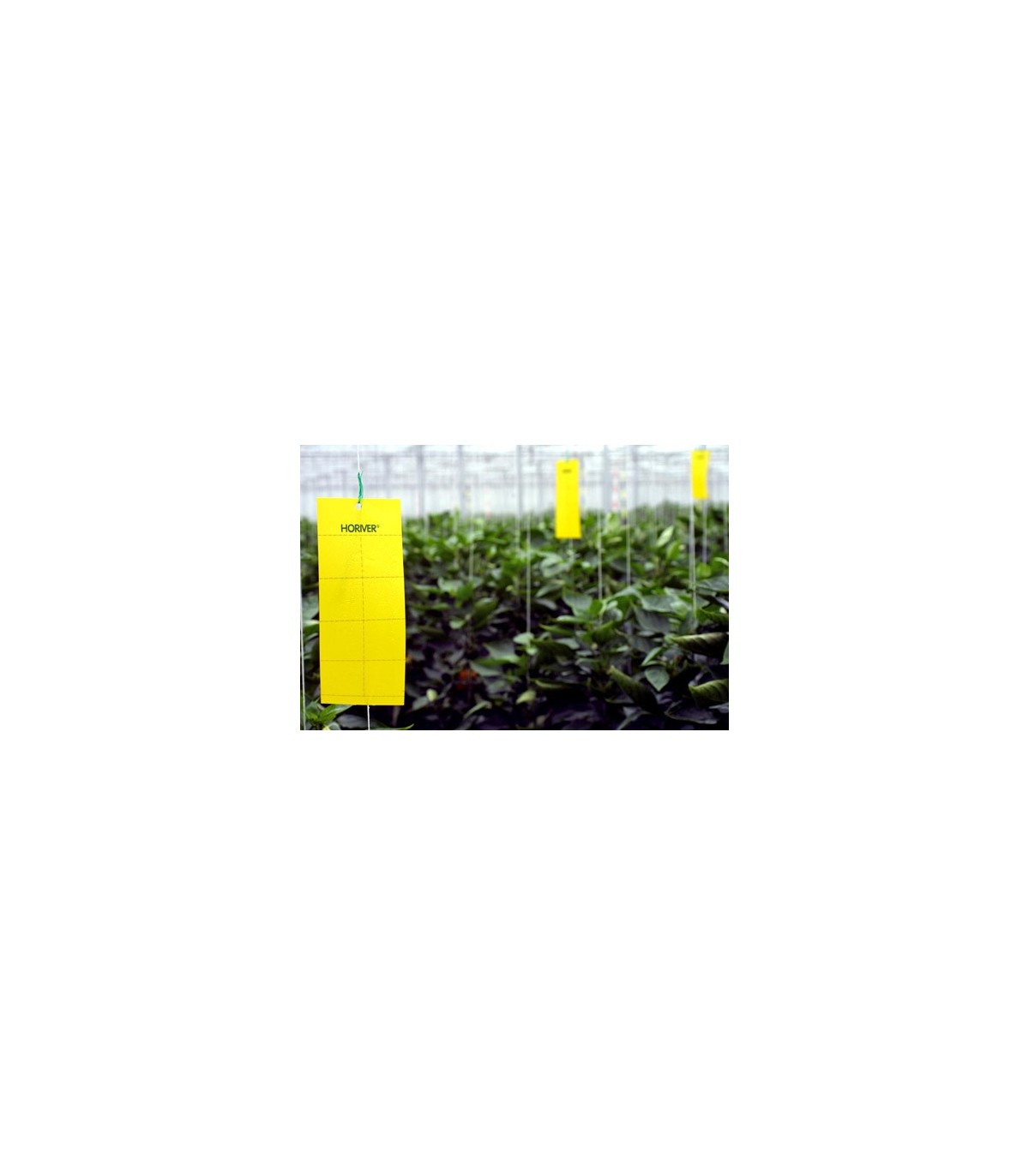 HORIVER 10x25 AMARILLA Trampa cromática adhesiva