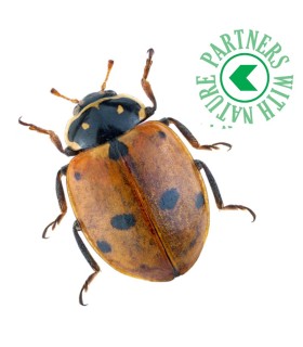 comprar hippodamia contra pulgón