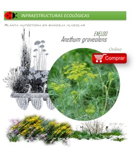 ANETHUM GRAVEOLENS Eneldo x 54 Ud