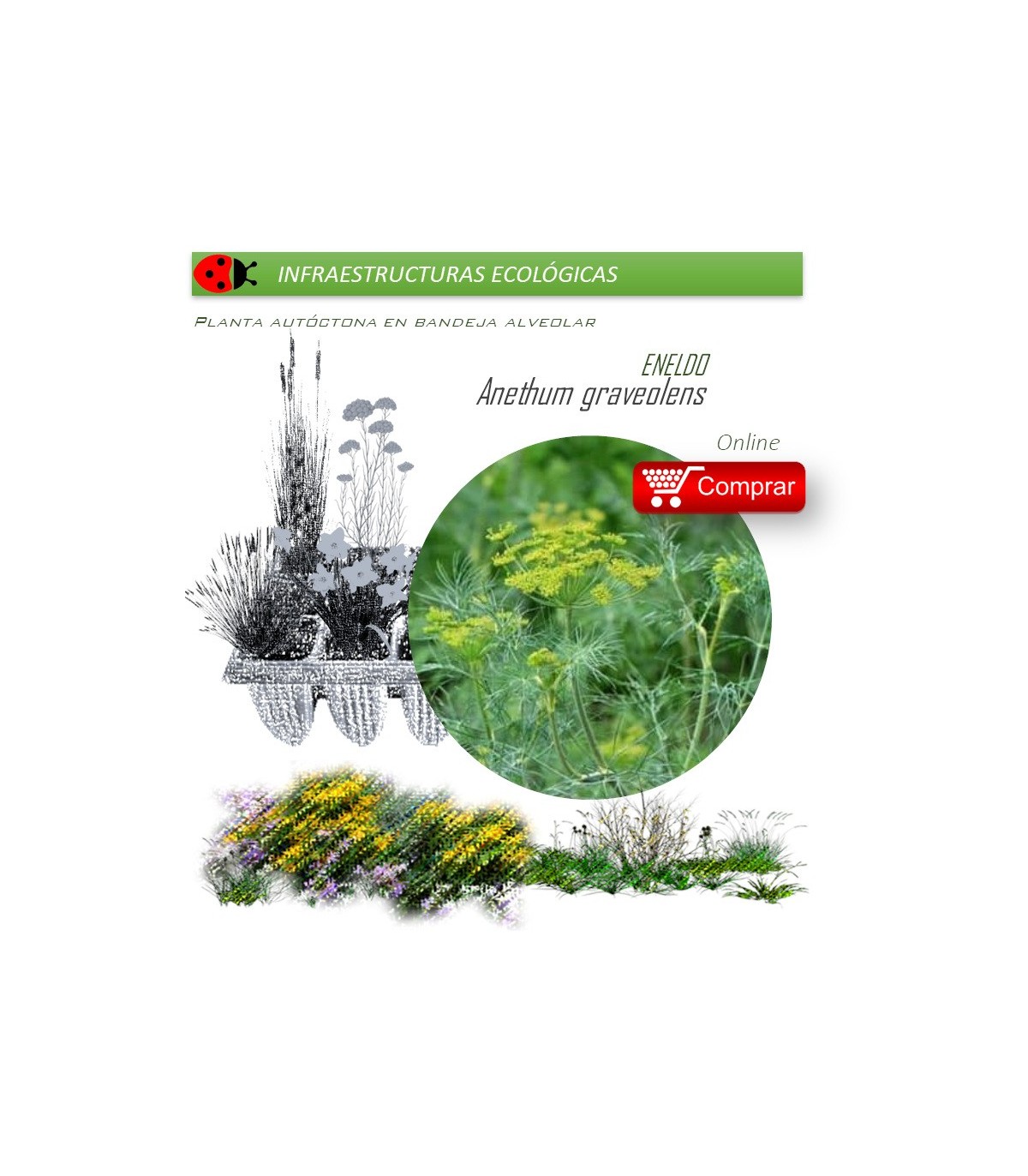 ANETHUM GRAVEOLENS Eneldo x 54 Ud