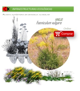 FOENICULUM VULGARE Hinojo x 54 Ud
