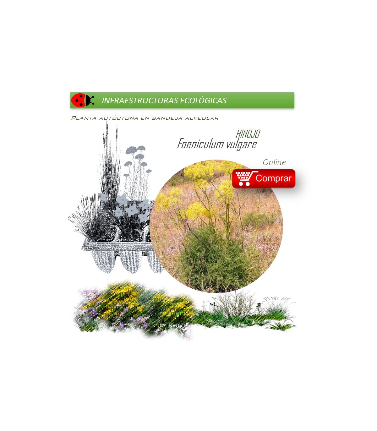 FOENICULUM VULGARE Hinojo x 54 Ud