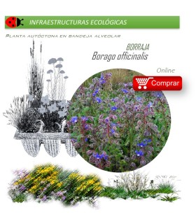 BORAGO OFFICINALIS Borraja x 40 Ud.
