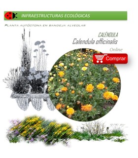 CALENDULA OFFICINALIS Caléndula  x 40 Ud.