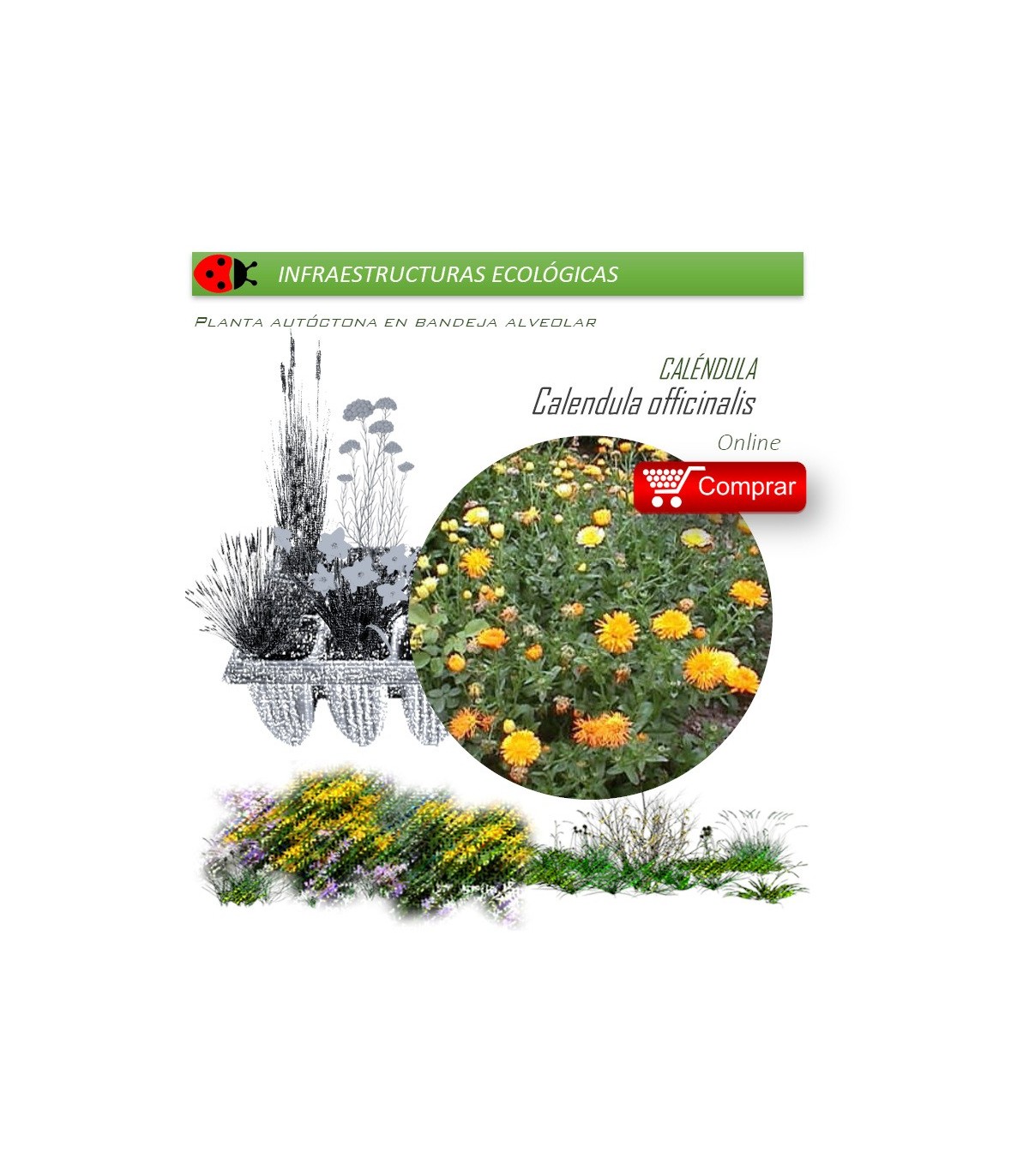 CALENDULA OFFICINALIS Caléndula  x 40 Ud.