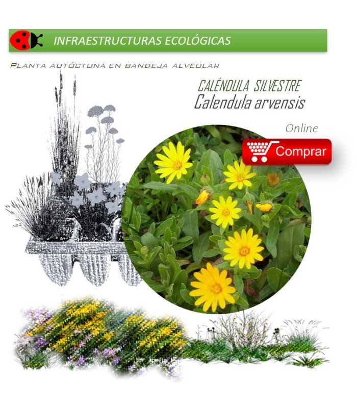 CALENDULA ARVENSIS Caléndula silvestre  x 40 Ud.
