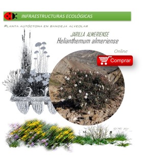 HELIANTHEMUM ALMERIENSE Jarilla  x 40 Ud.