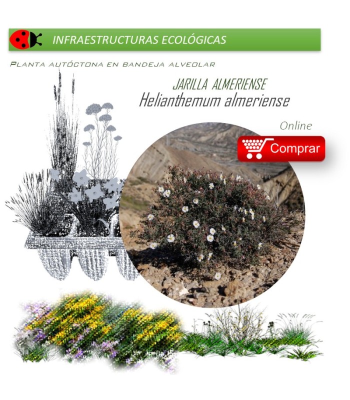 HELIANTHEMUM ALMERIENSE Jarilla  x 40 Ud.