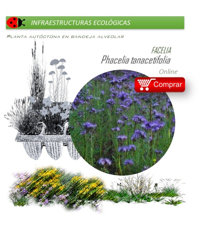 PHACELIA TANACEITFOLIA Facelia  x 40 Ud.