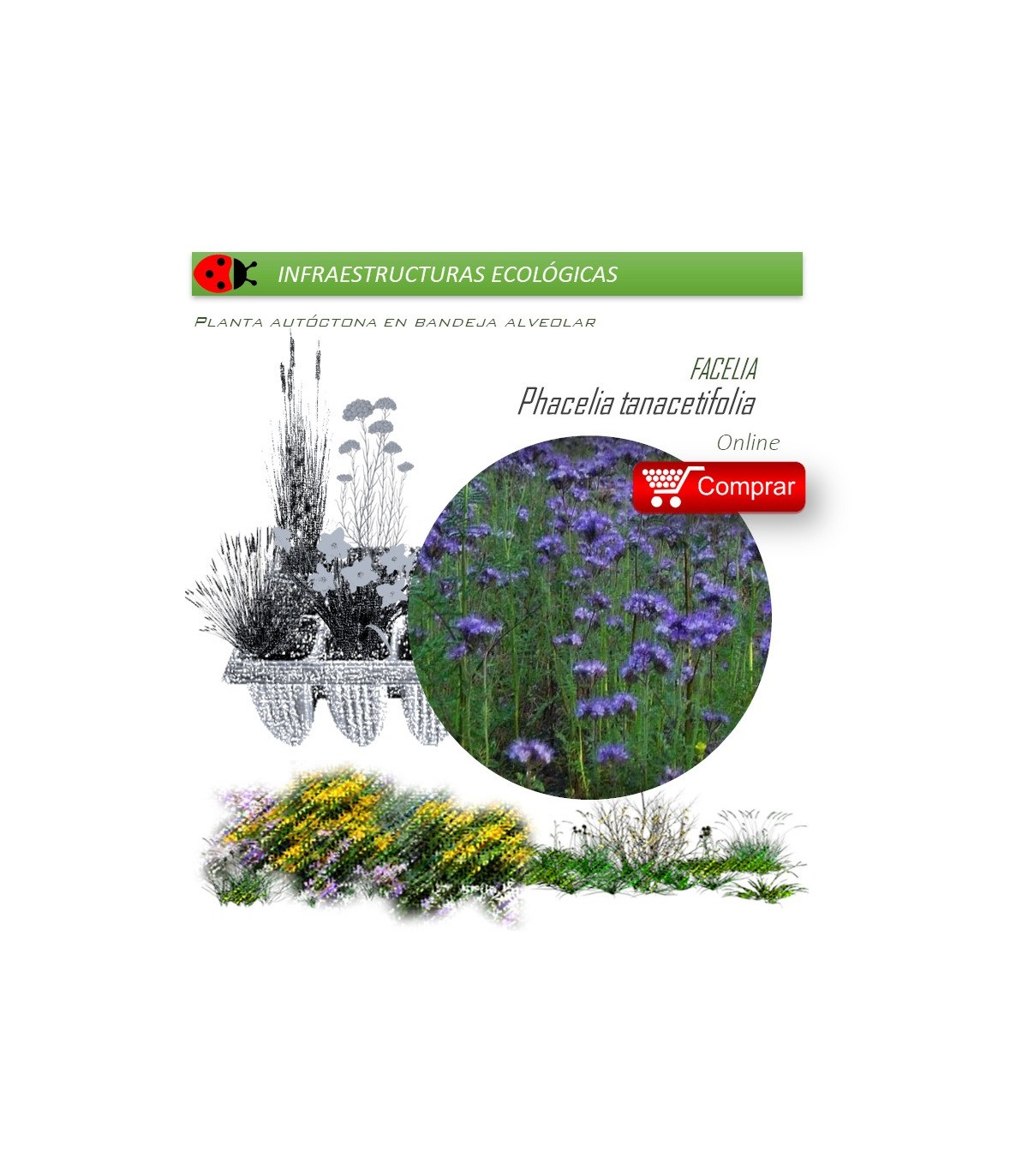 PHACELIA TANACEITFOLIA Facelia  x 40 Ud.