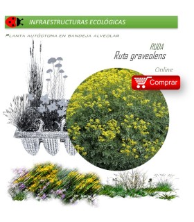 RUTA GRAVEOLENS Ruda  x 40 Ud.