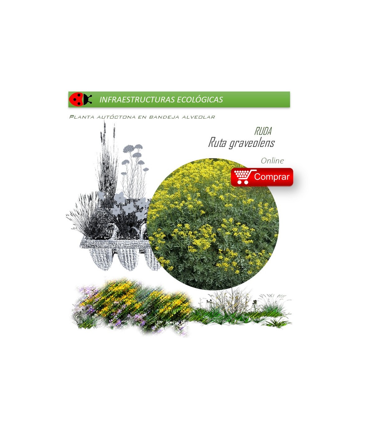 RUTA GRAVEOLENS Ruda  x 40 Ud.