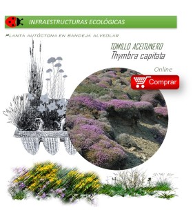 THYMBRA CAPITATA Tomillo aceitunero x 40 Ud.