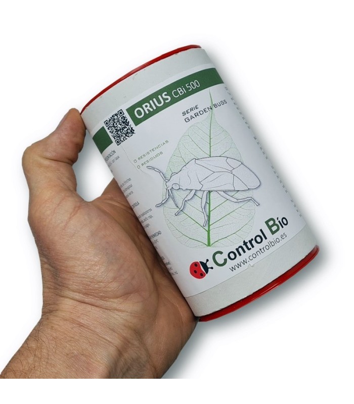 ORIUS CBi 500 Orius laevigatus depredador de trips