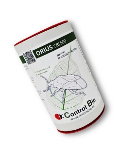ORIUS CBi 500 Orius laevigatus depredador de trips