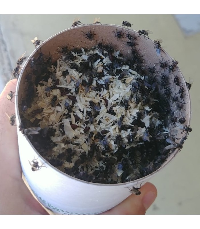 appifly depredador de moscas