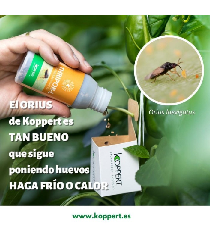Thripor-L-500 koppert orius laevigatus