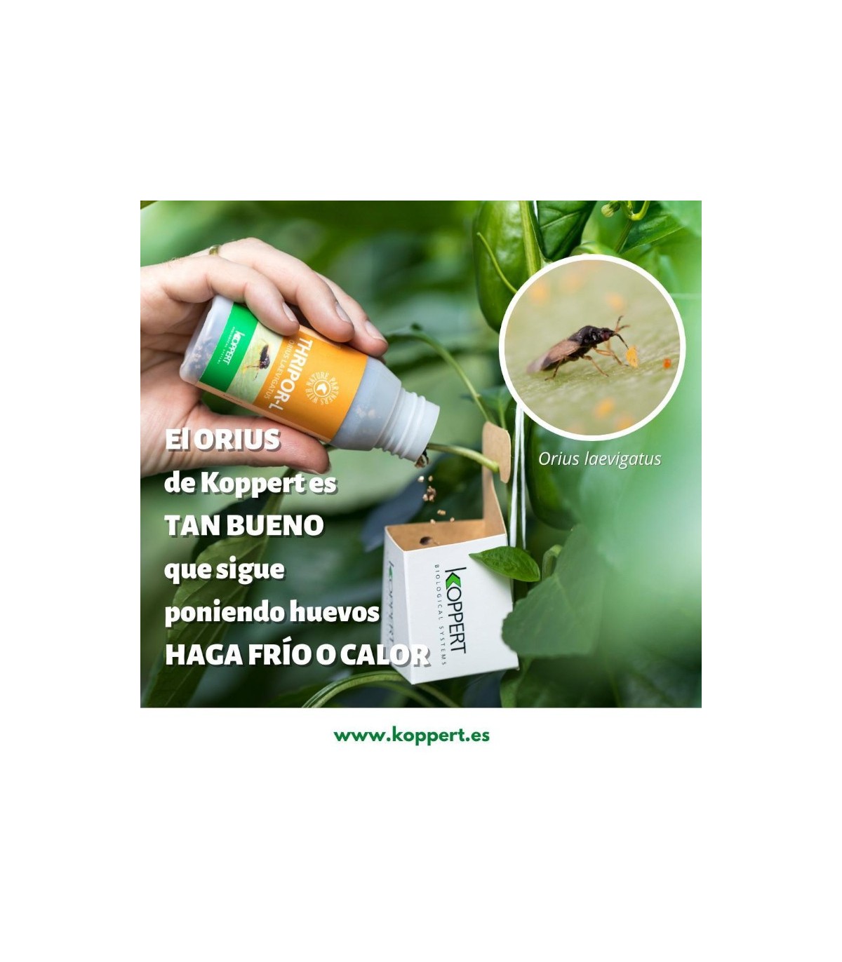 Thripor-L-500 koppert orius laevigatus
