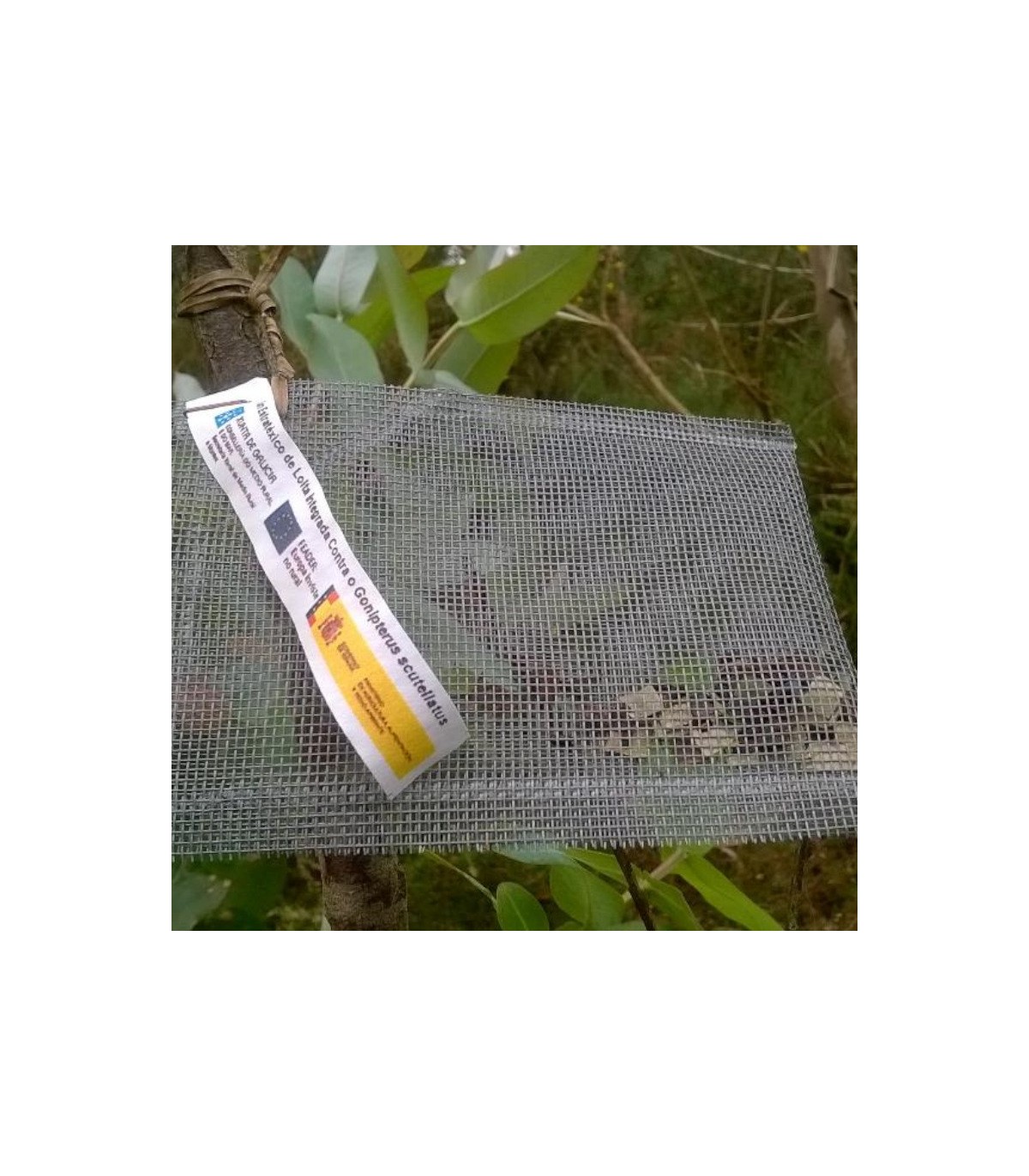 comprar anaphes nitens