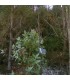 comprar anaphes nitens