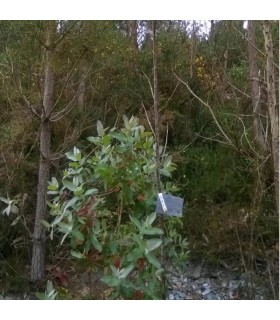 comprar anaphes nitens