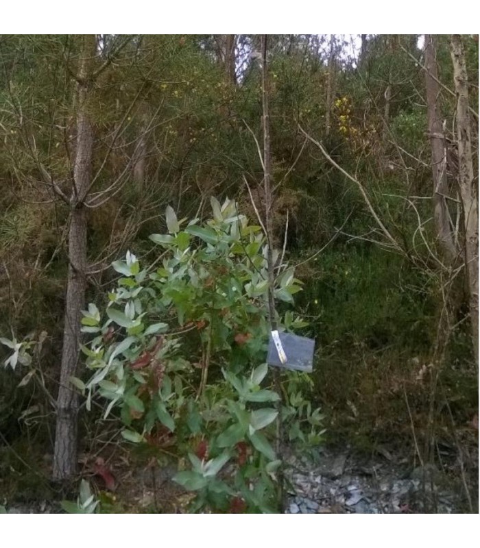 comprar anaphes nitens