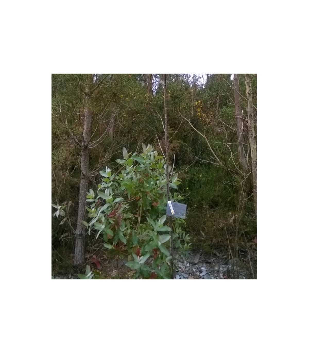 comprar anaphes nitens