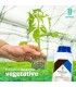 TrichoSym Bío inoculante  biológico con Trichoderma harzianum