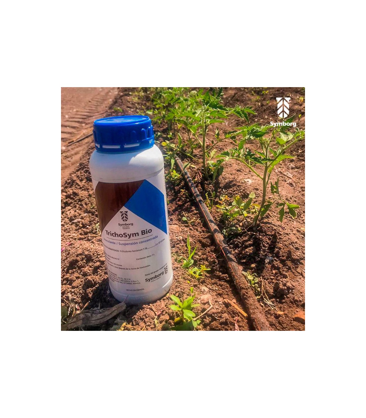 TrichoSym Bío inoculante  biológico con Trichoderma harzianum
