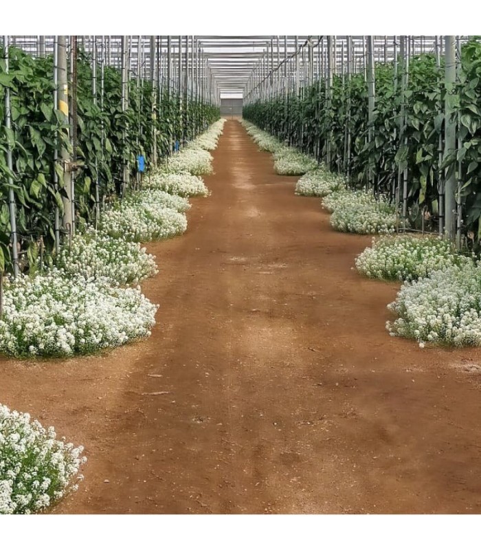 LOBULARIA con ORIUS planta refugio de chinches anthocóridas