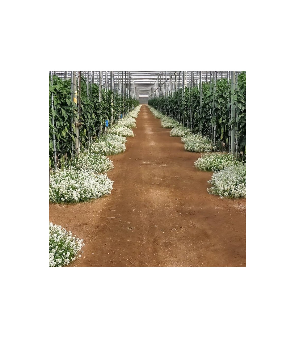LOBULARIA con ORIUS planta refugio de chinches anthocóridas