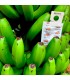 Caja de 500 sobres con 1000 ud cada uno de Amblyseius cucumeris para control de trips