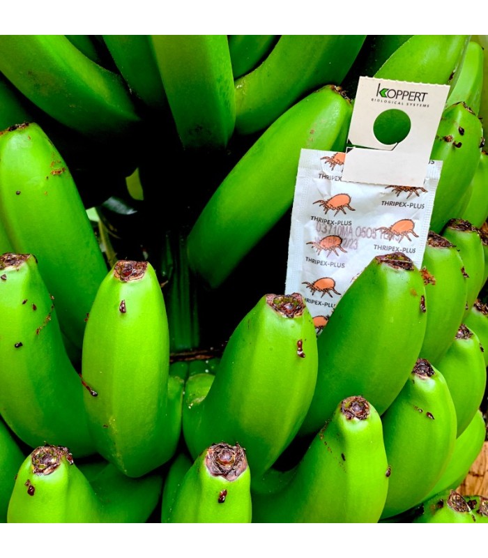 Caja de 500 sobres con 1000 ud cada uno de Amblyseius cucumeris para control de trips