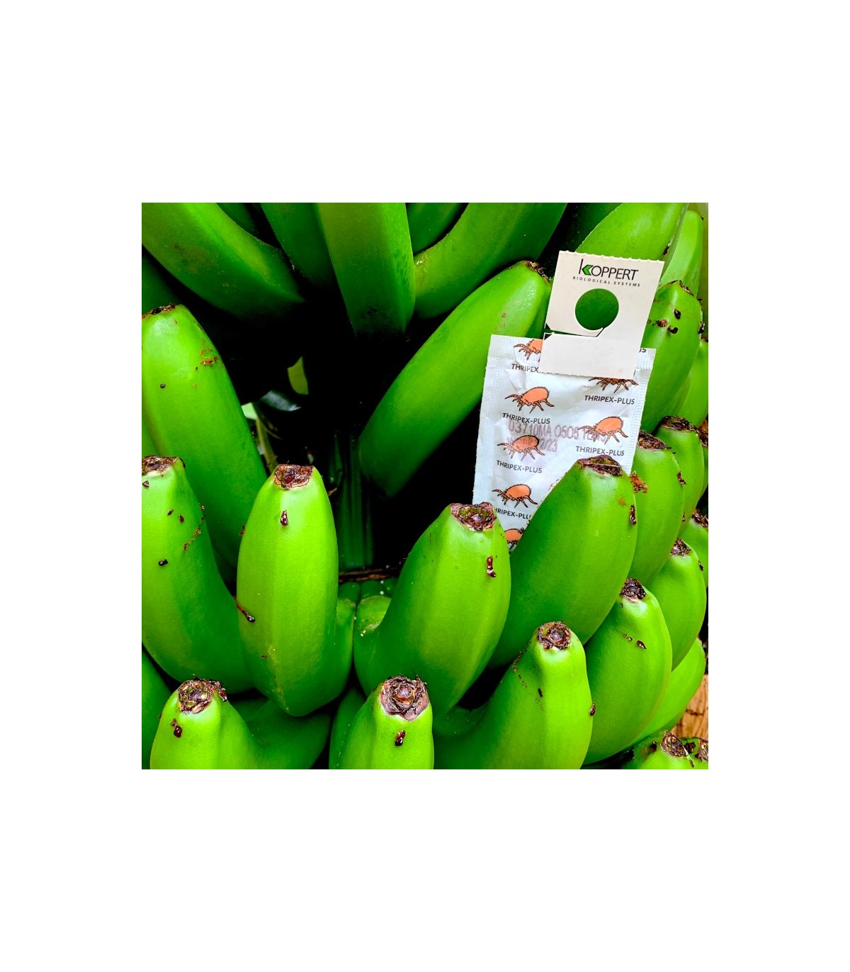 Caja de 500 sobres con 1000 ud cada uno de Amblyseius cucumeris para control de trips
