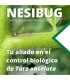 Nesibug 500 nesidiocoris tenuis contra tuta,mosca blanca y araña roja
