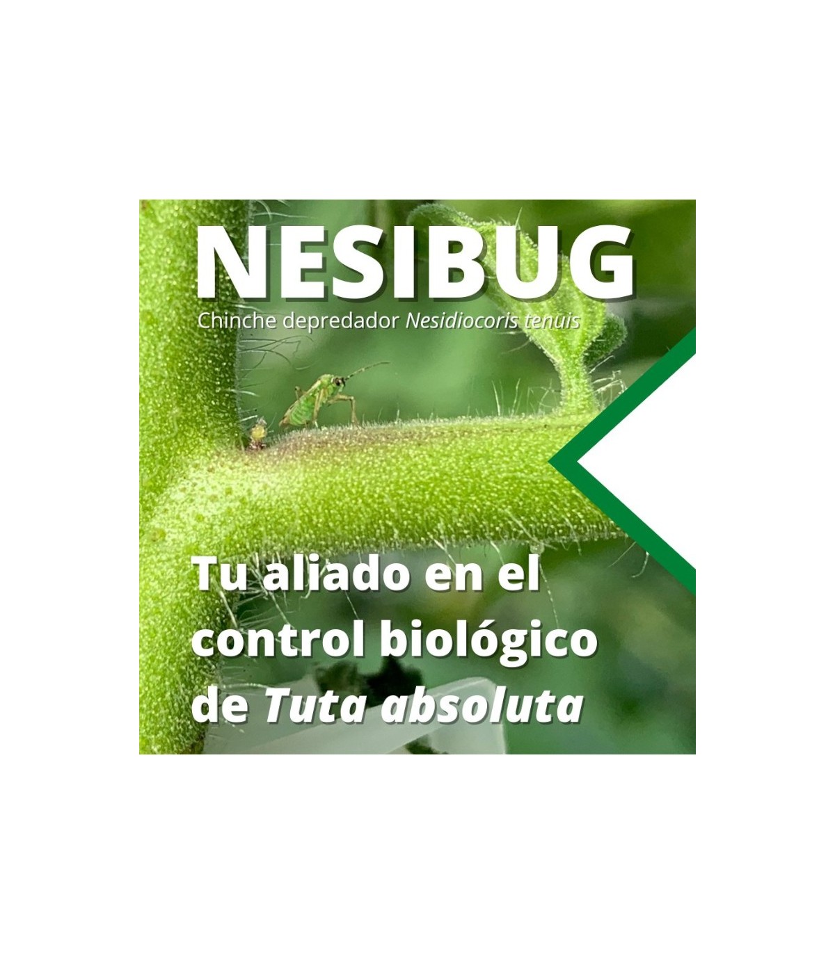 Nesibug 500 nesidiocoris tenuis contra tuta,mosca blanca y araña roja