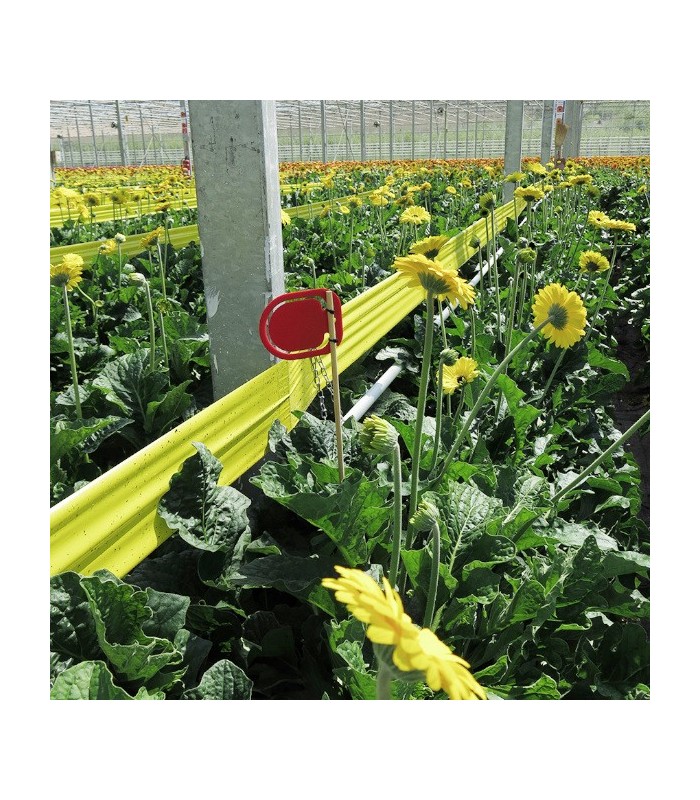 SIGNAL CLIPS YELOW x50 Ud.