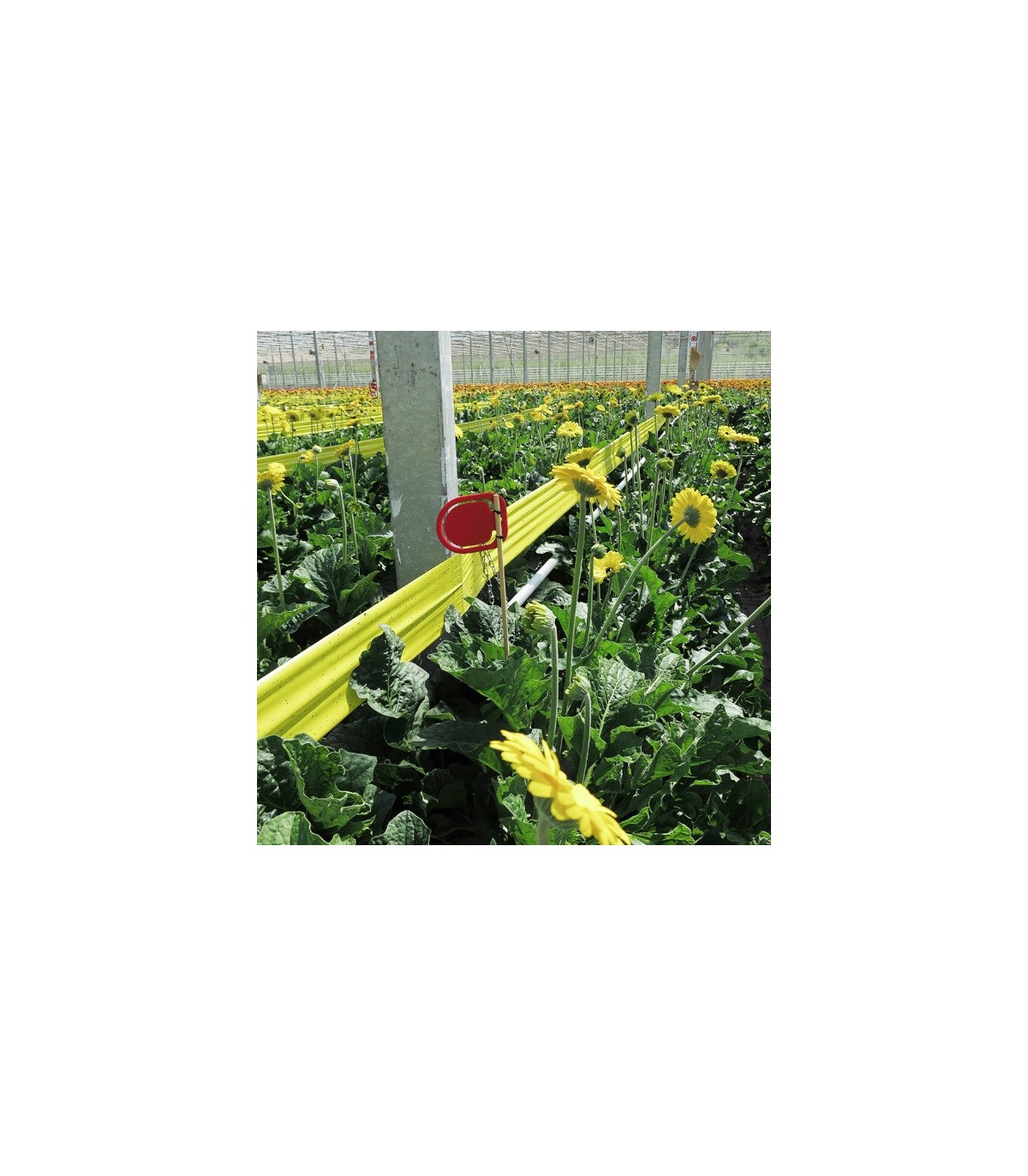 SIGNAL CLIPS YELOW x50 Ud.