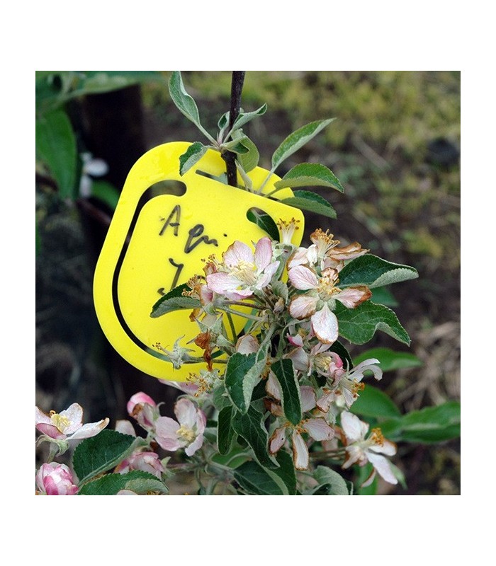 SIGNAL CLIPS YELOW x50 Ud.