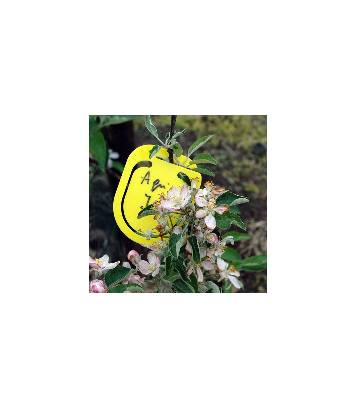 SIGNAL CLIPS YELOW x50 Ud.