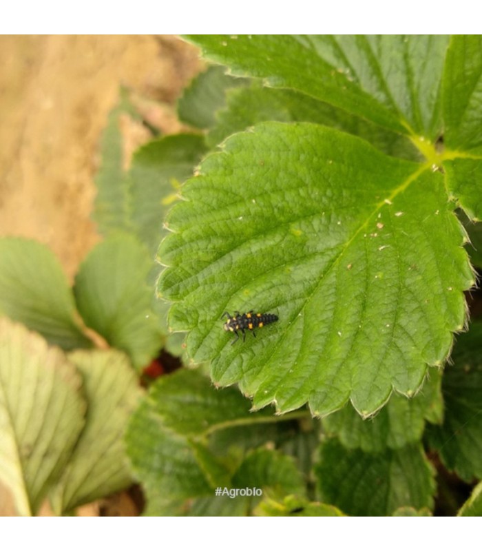ADALIAcontrol 100 larvas Adalia bipunctata contra pulgón