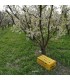 Colmena AGROBIO 2 nucleos para polinización de frutales