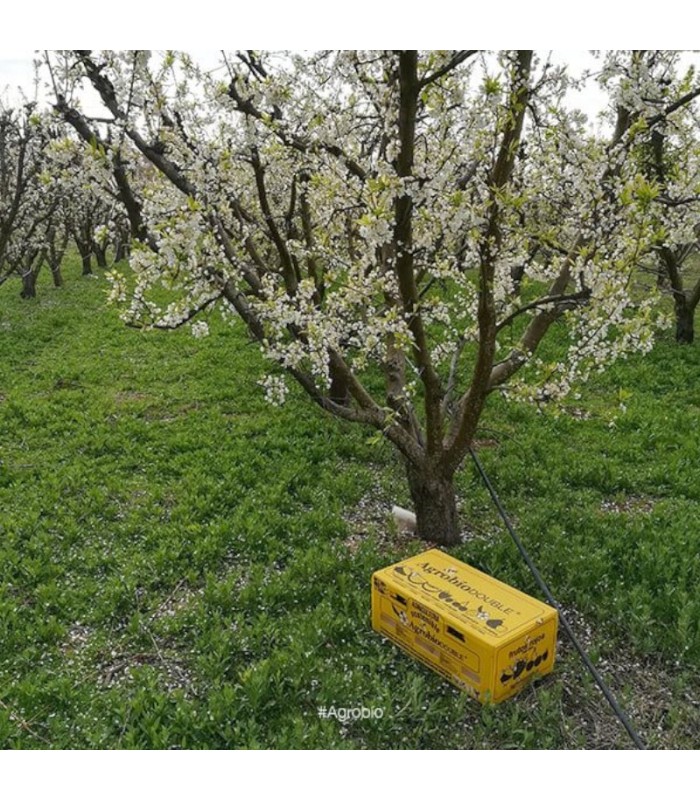 Colmena AGROBIO 2 nucleos para polinización de frutales