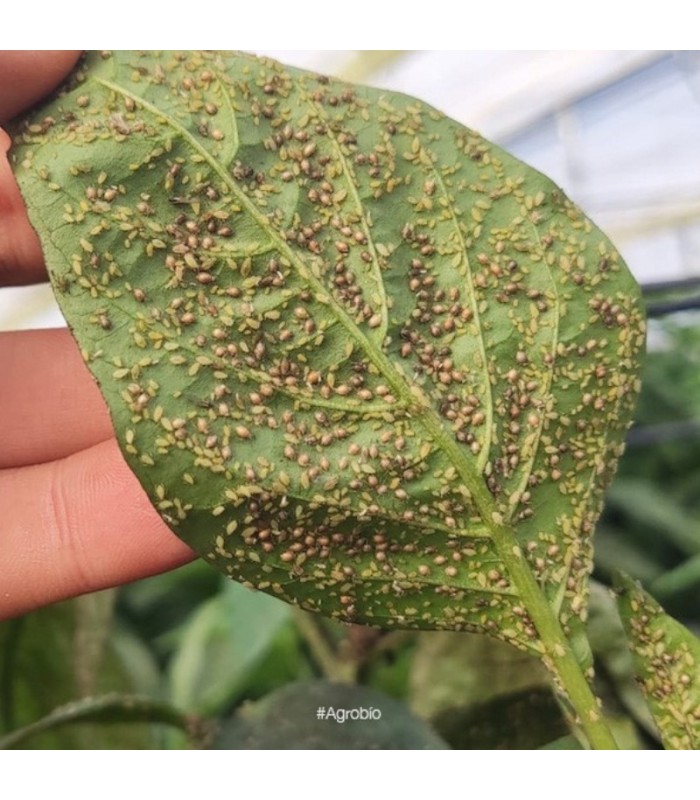 MIX 240-H mezcla de parasitoides de pulgón
