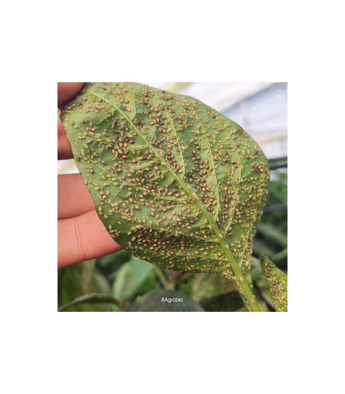 MIX 240-H mezcla de parasitoides de pulgón