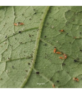 APHIDOcontrol 1000 depredador de pulgón
